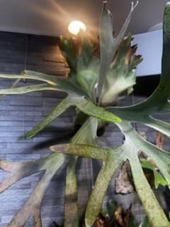 m26315737693_1.jpg?1732459472