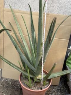 アロエベラ　無農薬　食用　観賞用のサムネイル