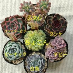 ちょこん ピーチック ミックスベリア 抜き苗 7種セット 多肉植物 B