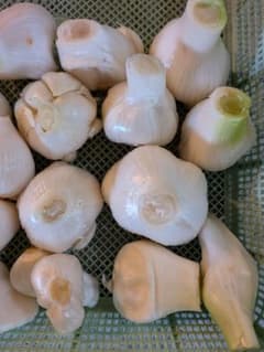生ニンニク（訳あり）　無農薬　 3kgのサムネイル