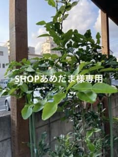 バイマックルー40枚のサムネイル