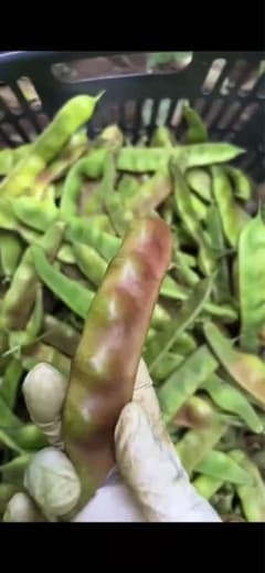 モロッコいんげん 4kg （正宗老品種 紫花大油豆小時候の味道从未改変）長野県産のサムネイル