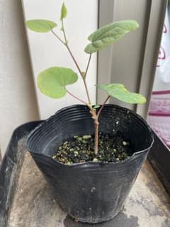 マルバノキ 苗木のサムネイル