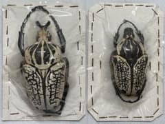 ②コンゴ産 シラフオオツノハナムグリ 大型ペア - メルカリ