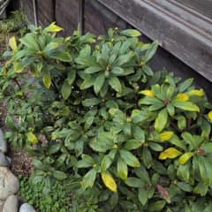 沈丁花(赤系) 挿し穂用 - メルカリ