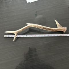 ニホンジカ 自然な形状の角 置物 約40cm - メルカリ