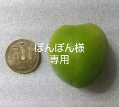 梅 (翌日発送) 無農薬 3kg 送料無料 匿名配送 青梅 ウメのサムネイル