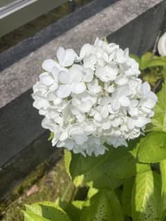 2本　挿し穂　白いアジサイの花のサムネイル