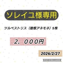 ソレイユ様専用のサムネイル