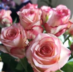 バラ苗 (訳あり)切り花種　クリーム色ピンク複色　◯ 宅急便60サイズ~で発送のサムネイル