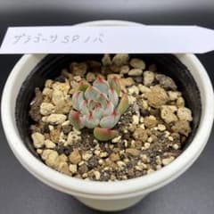 おらいさん　普及種　ザラゴーサspノバ　札なしのサムネイル
