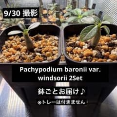 パキポディウム ウィンゾリー 実生 2株セット 鉢ごと 自家採種 塊根
