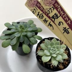 速達付】 ミックスベリア 苔生す 蛙の音 抜き苗 セット 〜8/9迄 - メルカリ