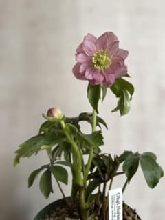 オキシ系 クリスマスローズ 華やか - メルカリ