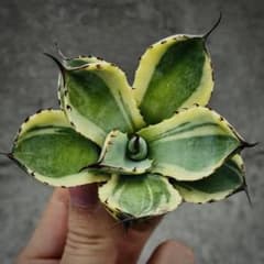 ジ*ン様 多肉植物・アガベ ・精品パリートルンカータ'オリザバ' 抜き苗・超特選 多肉植物・アガベ ・精品パリートルンカータ'オリザバ' ・超特選