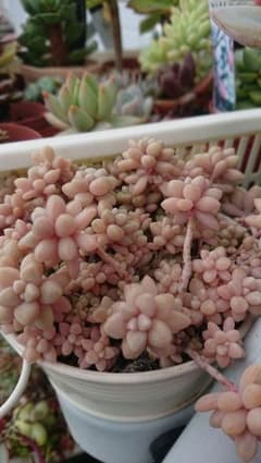 多肉植物 姫秋麗 鉢ごとのサムネイル