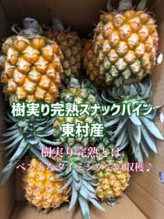 甘い樹実り完熟スナックパイン❣️生産量日本一の東村のパイナップル