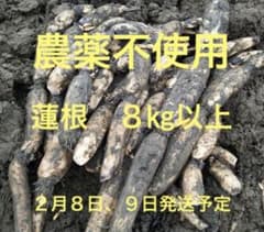 無農薬自家栽培　愛知県産れんこん　8㎏以上のサムネイル