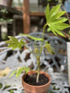 ヤツデの苗★35㎝★元気な芽と根っこ付きの常緑低木のサムネイル