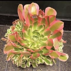 ❤️ yuki☆ ❤️さん専用速達出荷 - メルカリ