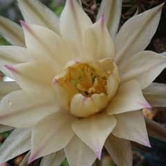 花サボテン 抜き苗 根っこ付きのサムネイル