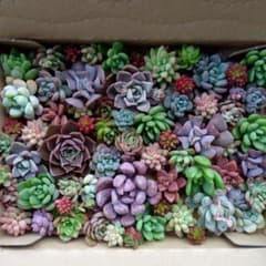 多肉植物 詰め合わせのサムネイル