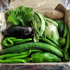 新鮮野菜詰め合わせセット 夏野菜 コンパクトの箱に　正味1000ｇのサムネイル