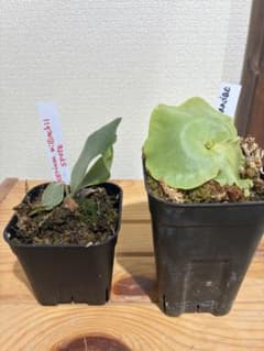 ビカクシダワンダエ胞子培養 ウィリンキー胞子培養株 - メルカリ