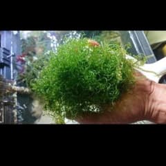 リフジウム   ジュズモ  フトジュズモのサムネイル