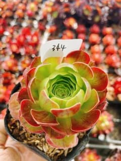 344 ミルクホワイト 多肉植物 アエオニウム 抜き苗 - メルカリ
