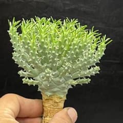 か*ん様 90実生コンフルエンス タコものユーフォルビア ブレビラマ