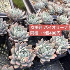 多肉植物　バイオリーナ　韓国苗　女美月 女美月 バイオリーナ 1個 カット苗 多肉植物 - メルカリ
