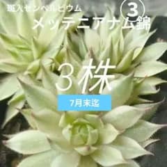 ③多肉植物/メルカリ便・メテニアナム錦（斑入センペル) 3株抜き苗