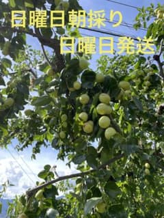 長野県産　旬の生なつめ　約800グラム＋αのサムネイル