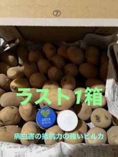 じゃがいも種芋　希少種ピルカ40個以上約1.5K 時期があるので御早めに購入をのサムネイル
