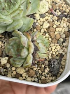 375様　ご確認用のサムネイル