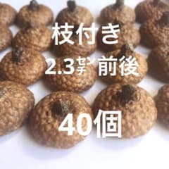 北海道 レッドオーク どんぐり帽子 径約2.3㌢前後 40個 - メルカリ