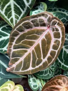 Anthurium ‘Pink Lemonade x RC’ x Zara特選株 Anthurium 'Pink Lemonade x RC' x Zara特選株 - メルカリ