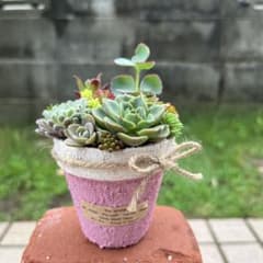 ♡そのまま飾れる♡リメイク鉢♬可愛い多肉植物寄せ植え