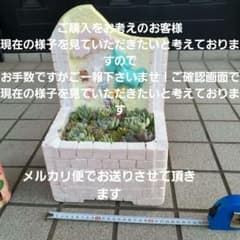 多肉植物寄せ植えそのまま飾れるのサムネイル