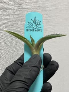 ⑨ ジェレミー産 アガベ カレイドスコープ Agave Kaleidoscope - メルカリ