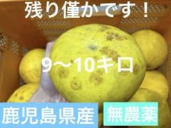 訳あり鹿児島県産　ボンタン　文旦　9〜10キロのサムネイル