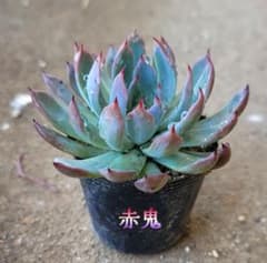 多肉植物 赤鬼 おらいさん苗 ミックスベリア - メルカリ