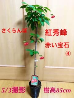 さくらんぼ苗木　紅秀峰（赤い宝石）樹高85cmのサムネイル