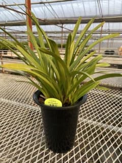 R8年キンリョウヘン花芽10本#2 - メルカリ