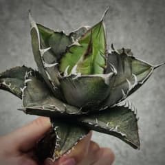 多肉植物・アガベ・チタノタ・実生・オテロイ・オアハカ【特選】強棘