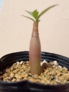 アデニウム実生苗のサムネイル