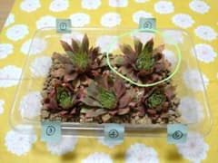 ②センペルビウム・ゴールドナゲット✾のサムネイル