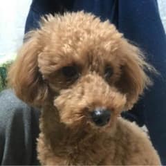 ちょこ☆様専用のサムネイル