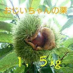 ◎無農薬◎おじいちゃんから受け継いだ栗 o(^o^)o 1,5㎏のサムネイル